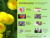 Dandelion Tincture